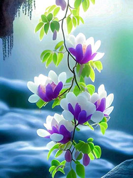 六月花卉