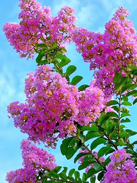 七月花卉